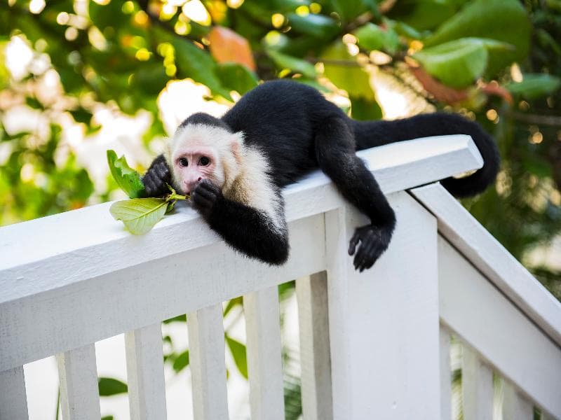 Fantasy Island Dive Resort photo 3